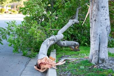 Costa Mesa, California - A fallen tree brach laying in the street